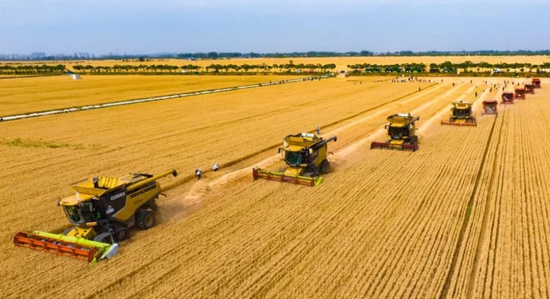 今年中國夏糧實現穩產豐收