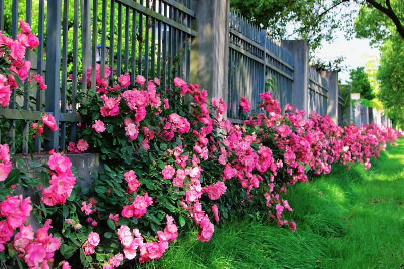 皖黟縣：宜居底色更鮮明 民生福祉更可感