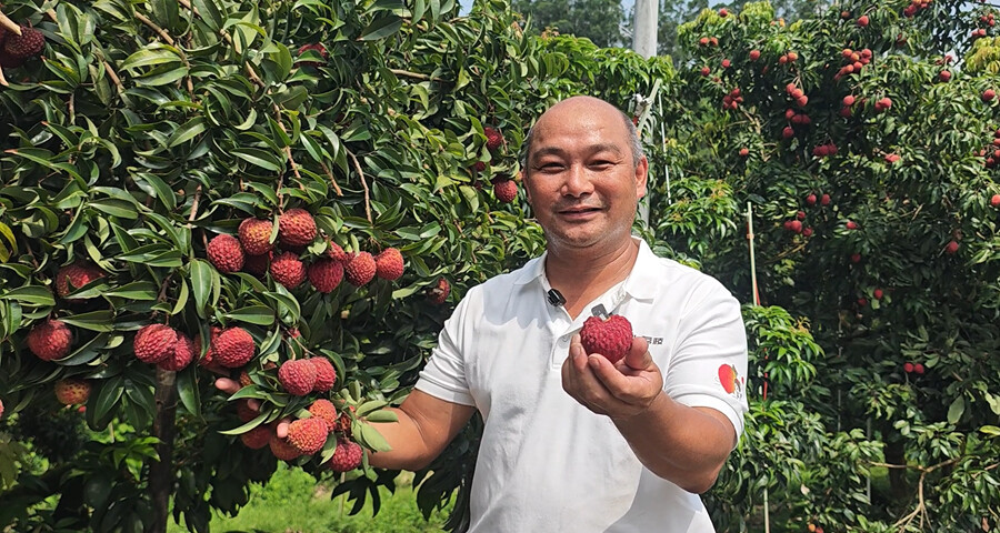 【百千萬一齊港】給「荔」！博羅：打出「組合拳」煉就「甜蜜果」