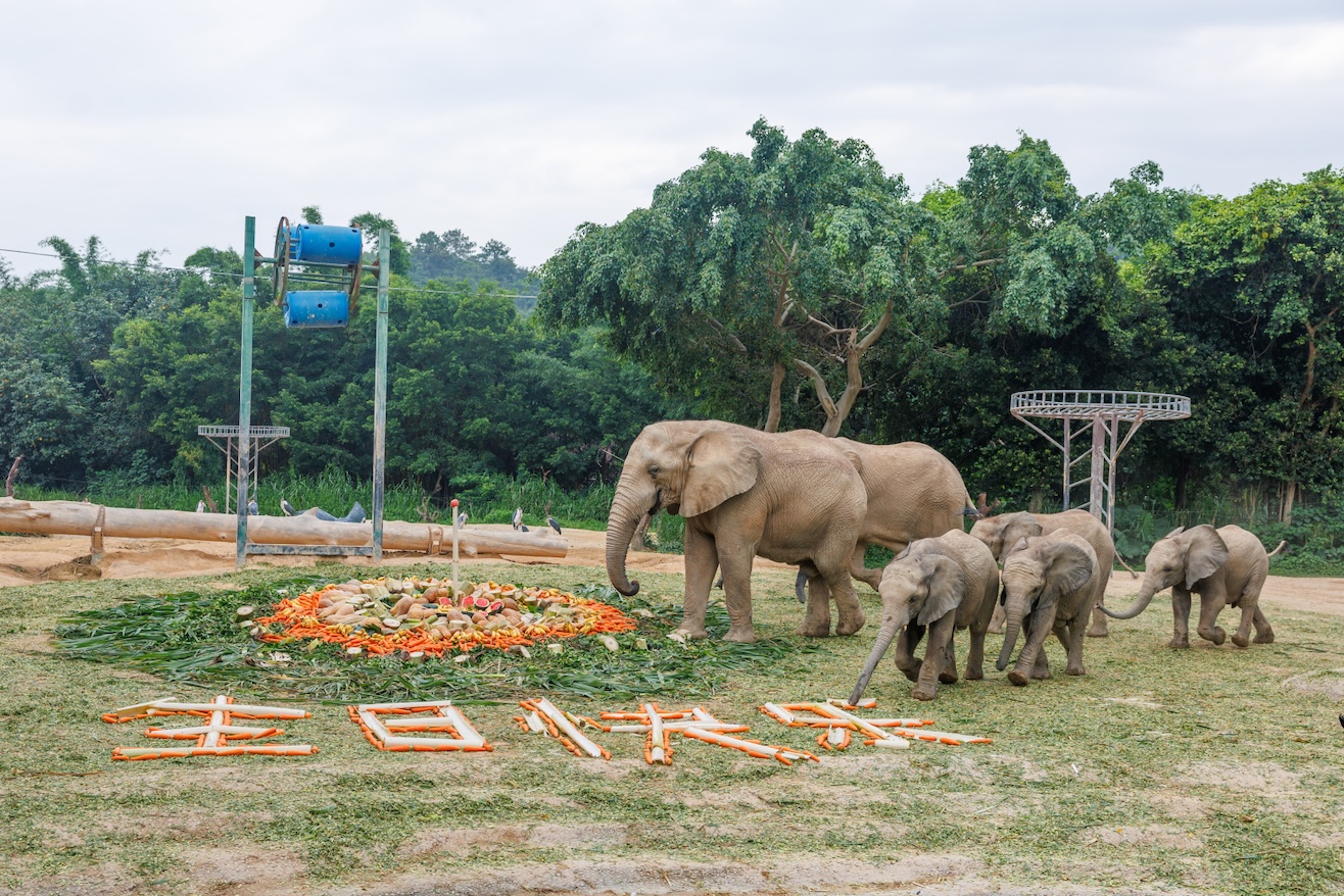 上演野趣狂歡 清遠長隆舉行非洲象寶寶慶生派對