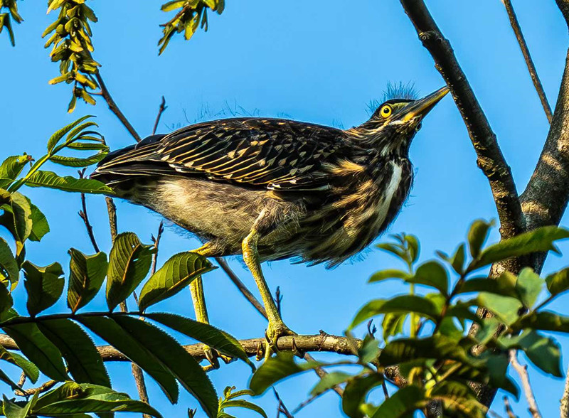 皖祁門縣：綠鷺驚現「生態王國」