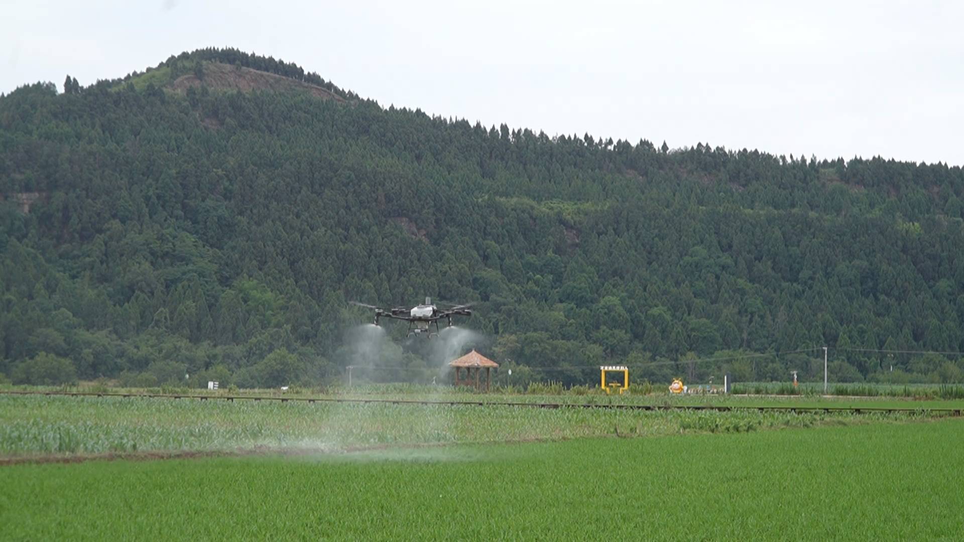 「人防+機防」四川梓潼確保24萬畝水稻豐收夯實糧倉