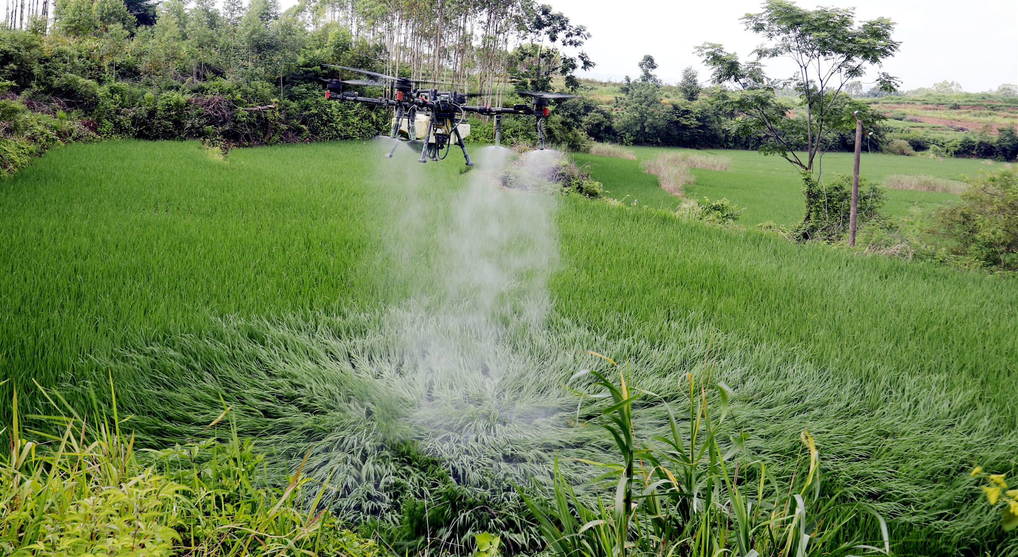 桂賀州平桂區：植保無人機「飛防」保豐收