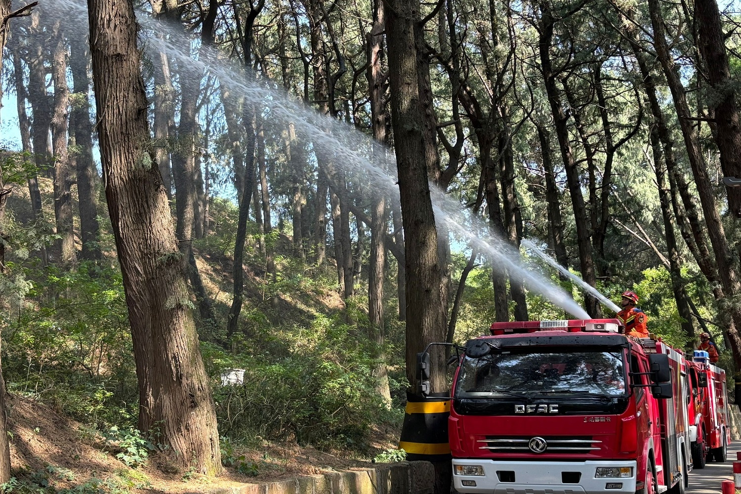 「三防合一」 四川梓潼戰高溫全面守護11835株古柏安全