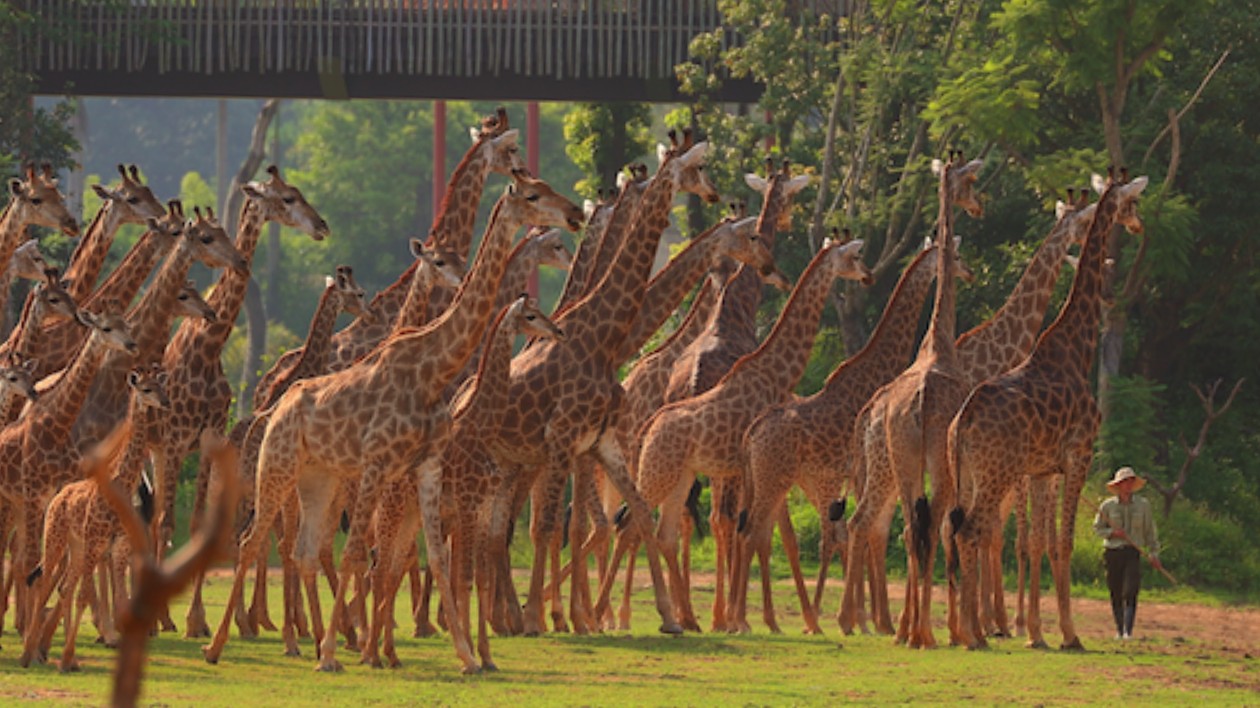 國內最大長頸鹿種群在清遠長隆震撼亮相