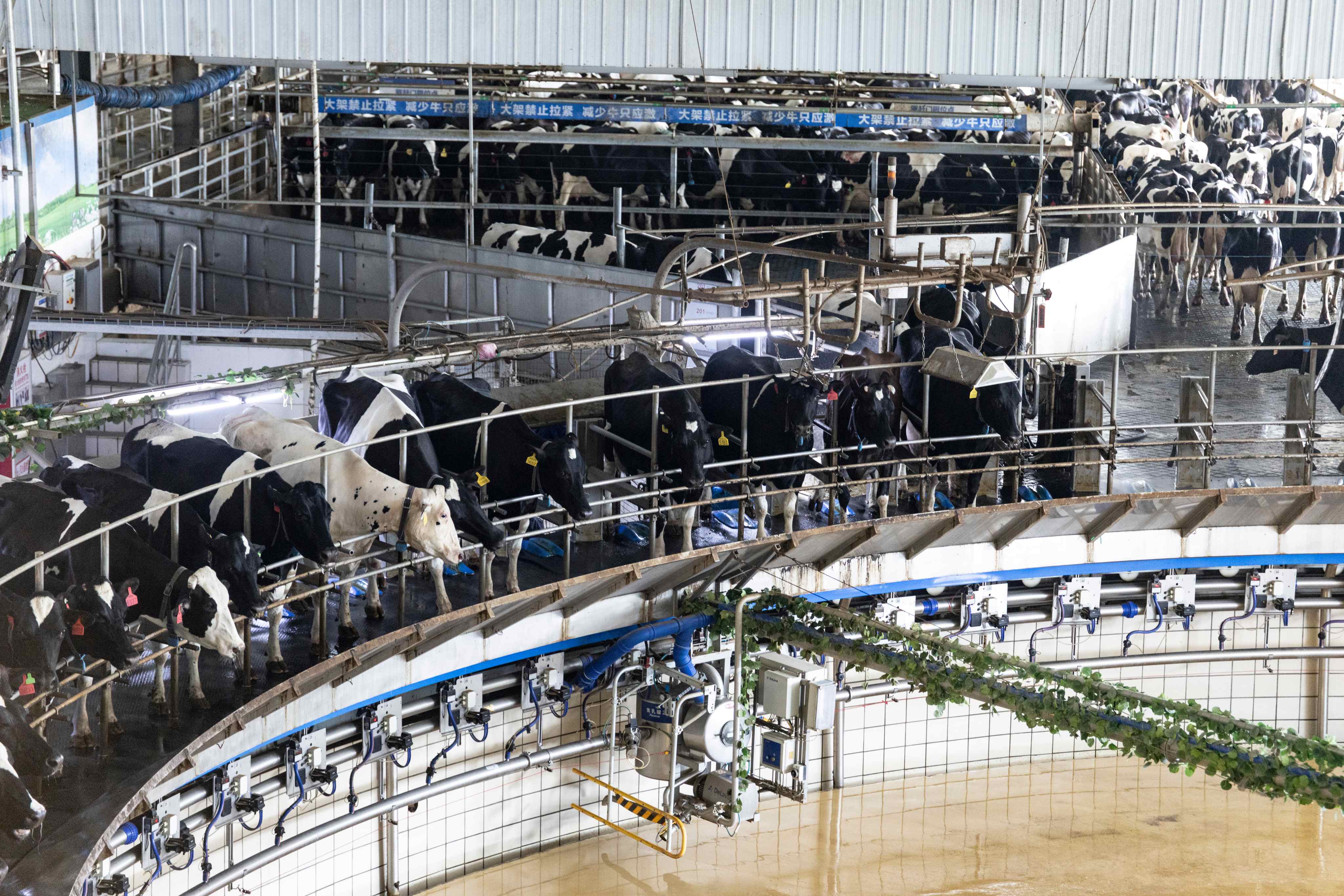 探秘伊利智慧谷：科技賦能  中國奶業品質躍居世界前列