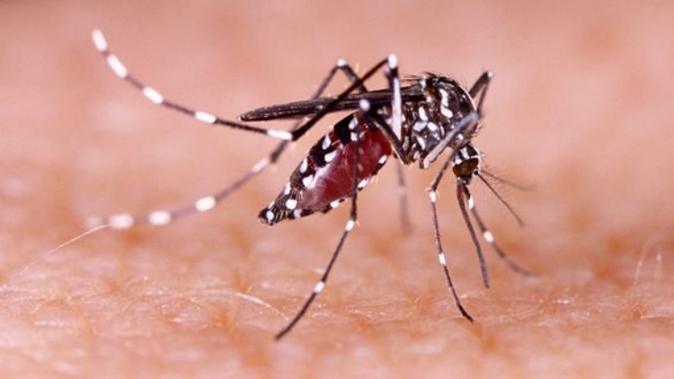 登革熱疫情進入快速上升期 廣東倡議全體市民防蚊滅蚊