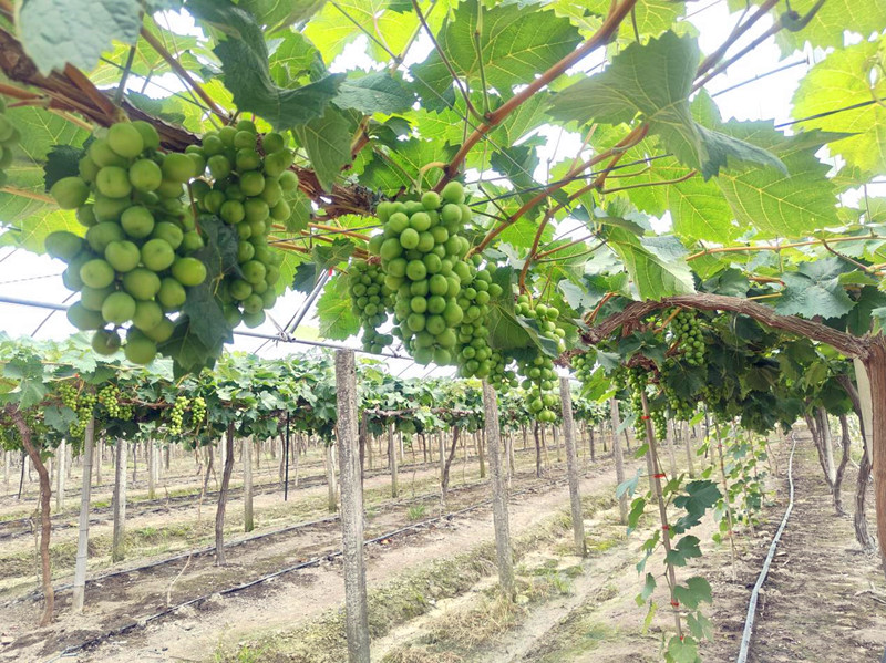皖黟縣碧陽鎮：「馬道葡萄」碩果盈枝  「產業拼圖」生機勃勃