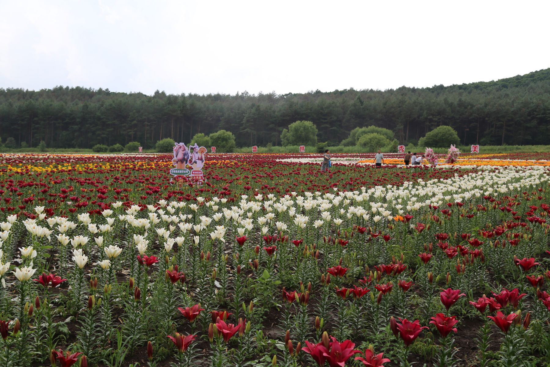 黑龍江寶清縣百合農旅文化季啟幕