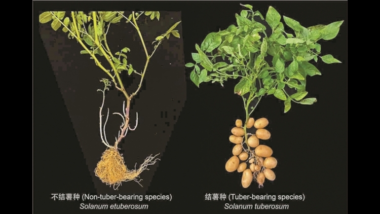 馬鈴薯原是「混血兒」 深圳科學家團隊：其「雙親」是類馬鈴薯和番茄