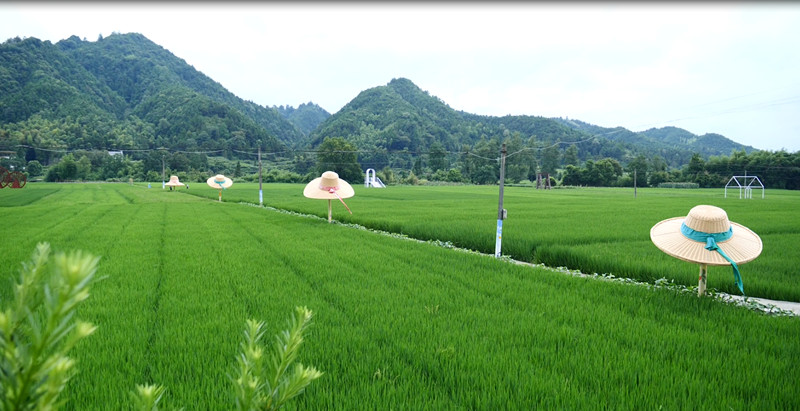 皖休寧商山鎮：農旅融合 繪就和美鄉村新畫卷