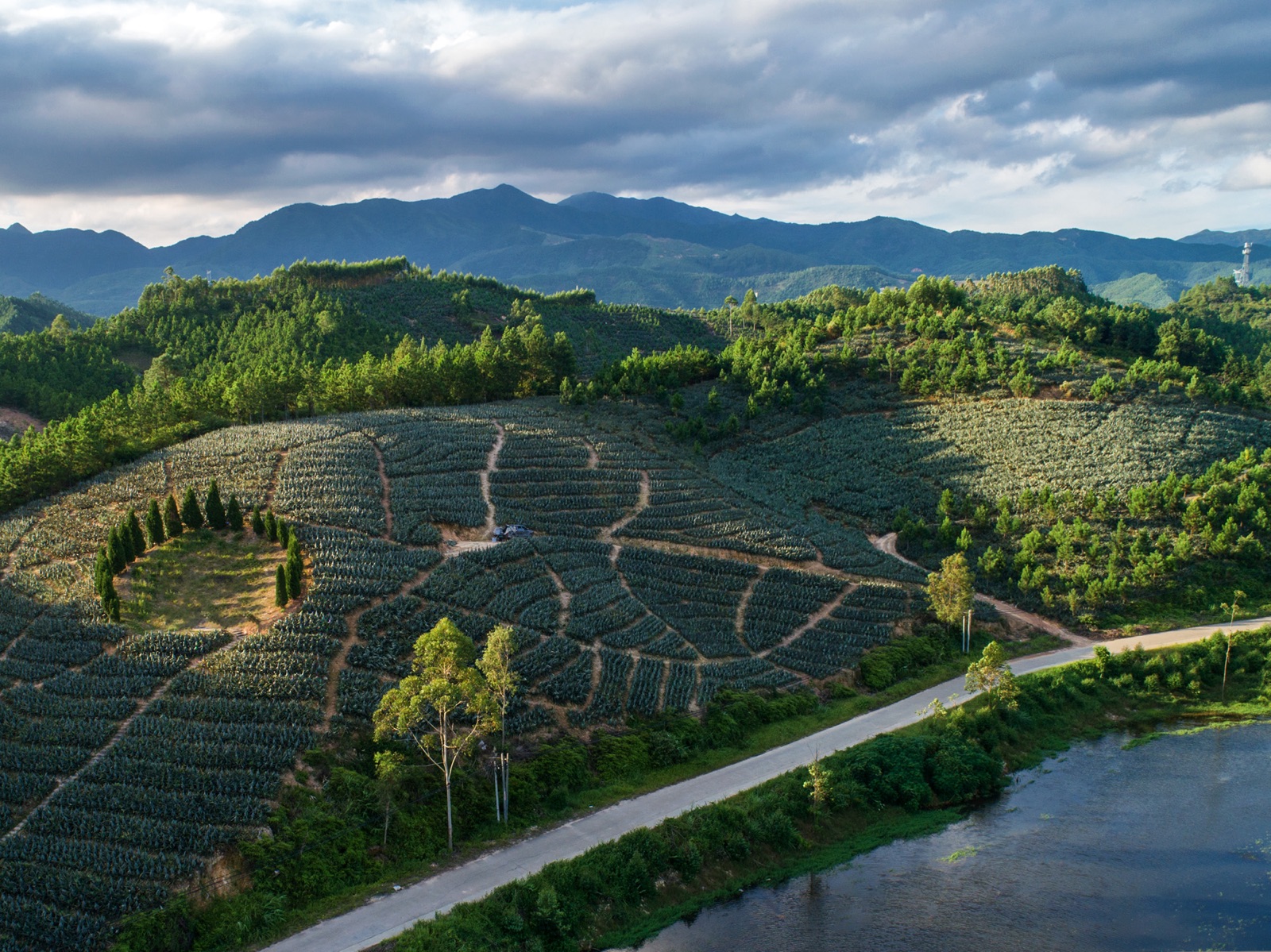 鳳梨飄香惠來夜  電商織網助「百千萬」——惠來縣鳳梨文化集市點亮鄉村「甜蜜經濟」