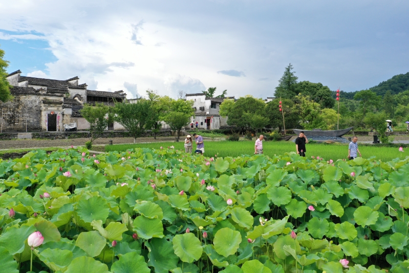 【長舟專欄】西遞的夏，是被荷塘與稻田染透的綠