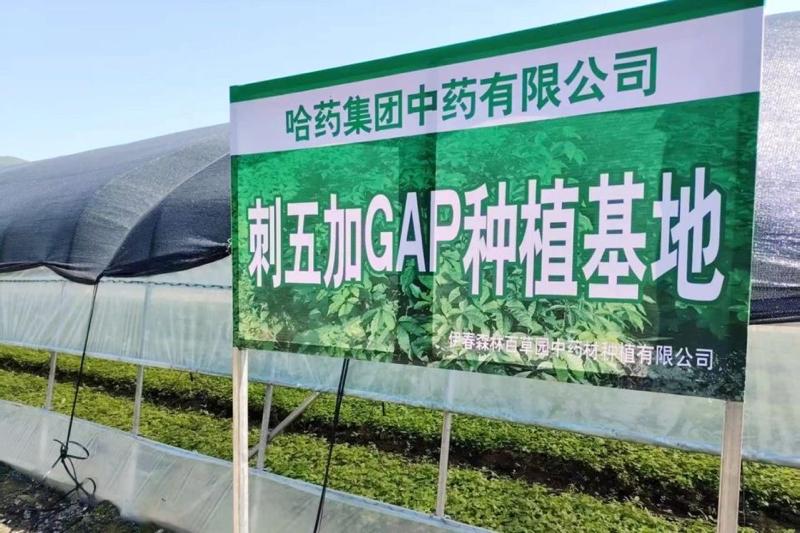 哈藥集團中藥有限公司刺五加基地通過省級GAP符合性檢查