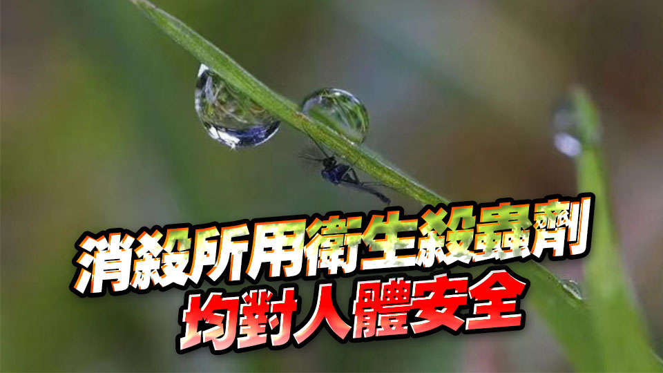 過去七天廣東新增336例基孔肯雅熱個案