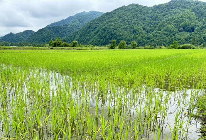 皖黟縣宏潭：激活「黟方地」奏響食安「交響曲」