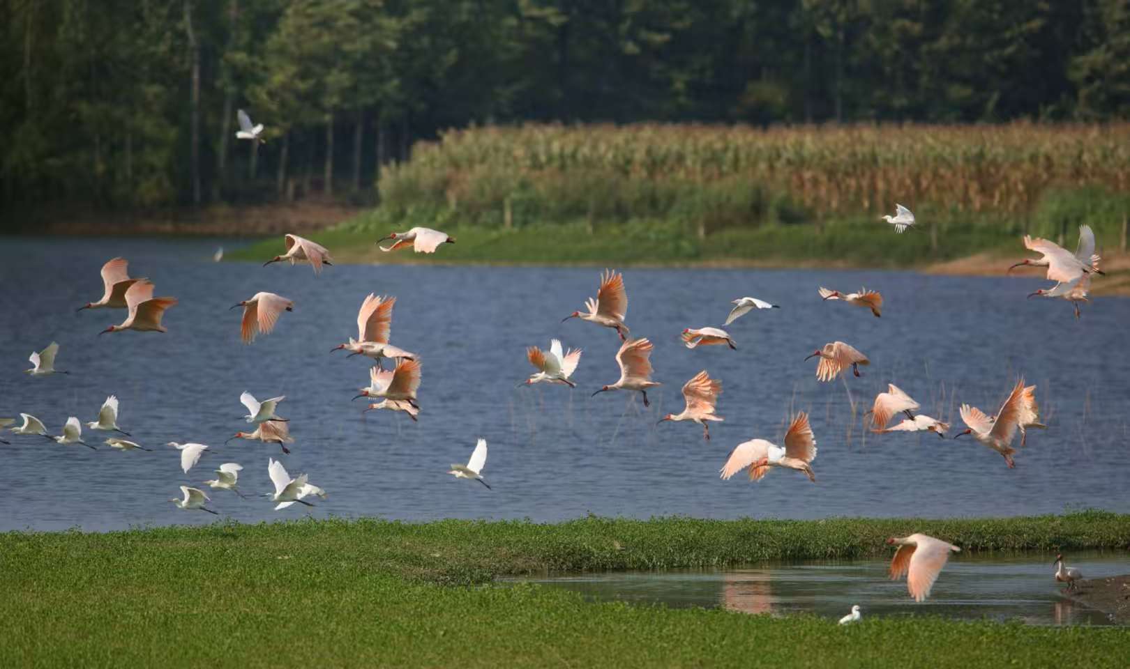 國寶朱䴉代言高顏值生態 陝漢中洋縣有機產業實現高質量發展