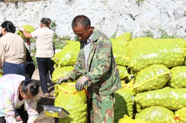 山西昔陽：核桃盈枝富農家