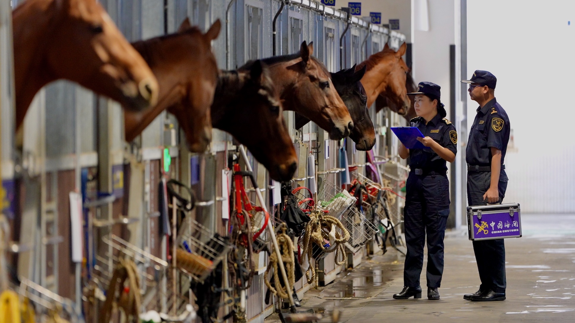 粵港澳大灣區馬產業「快馬加鞭」 廣州海關7年累計監管粵港往返馬匹超4萬匹次