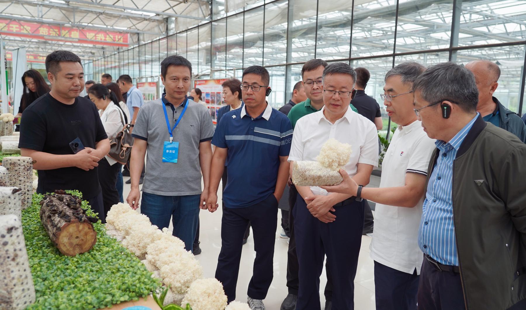 有片｜張介馳：黑龍江食用菌研討會賦能「寒地龍菌」產業提質