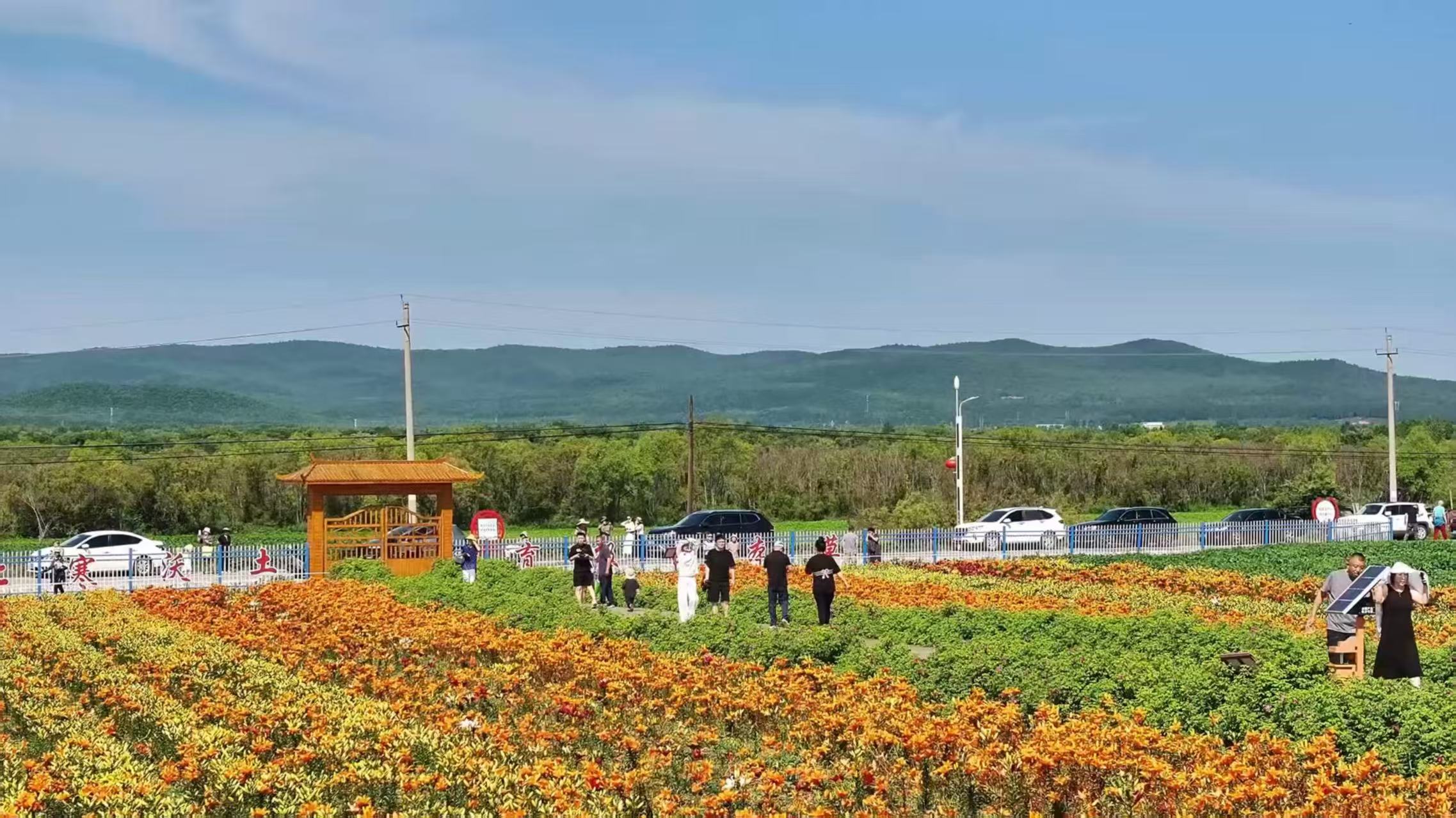有片｜林下有「道」 點「綠」成「金」——大興安嶺加格達奇區以「生態」為筆 繪就高質量發展新畫卷