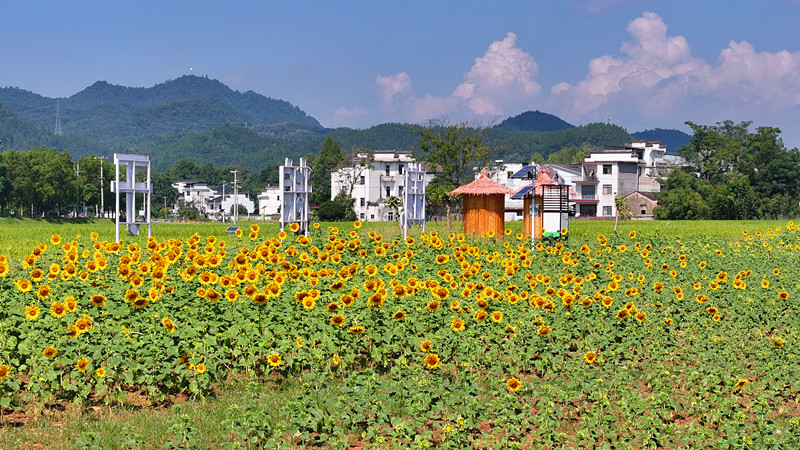 皖屯溪屯光鎮：油葵妝點「振興畫卷」