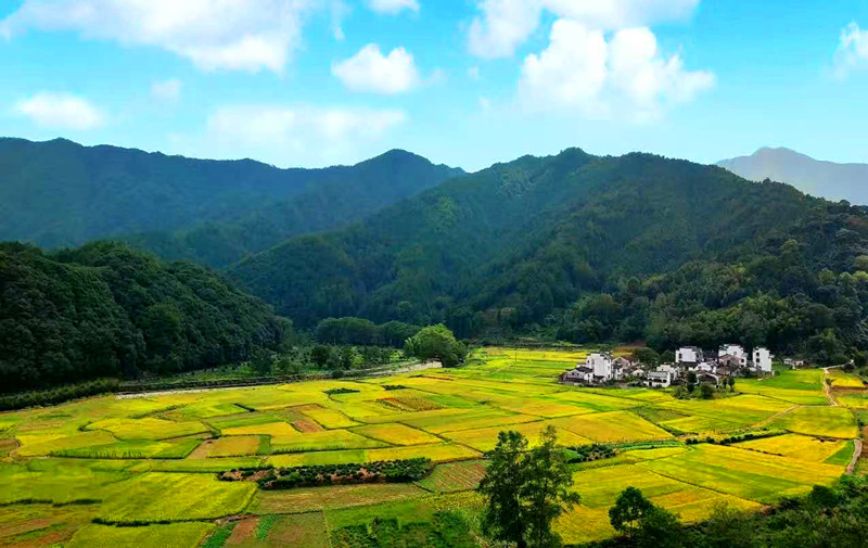 皖休寧縣板橋：稻浪翻金秋 呈村美如畫