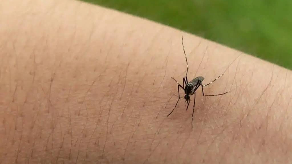 本港錄得3宗登革熱感染個案 病人潛伏期曾到印度