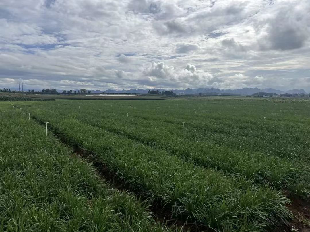 硯山平遠鎮：小韭菜「種」出大產業