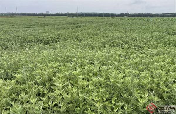 硯山艾草，走出農戶致富路