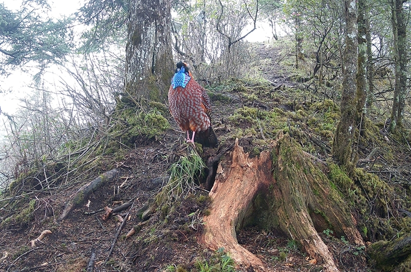 「天空地」一體化監測 四川綿竹實現珍稀野生動物全記錄