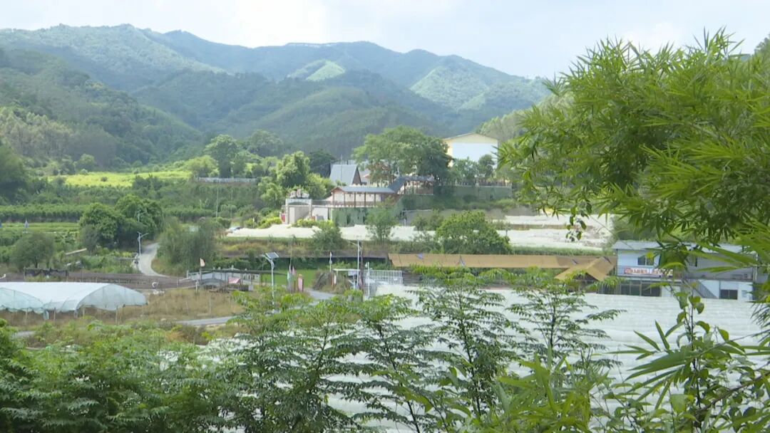 桂梧州長洲區推動林下經濟與鄉村振興深度融合