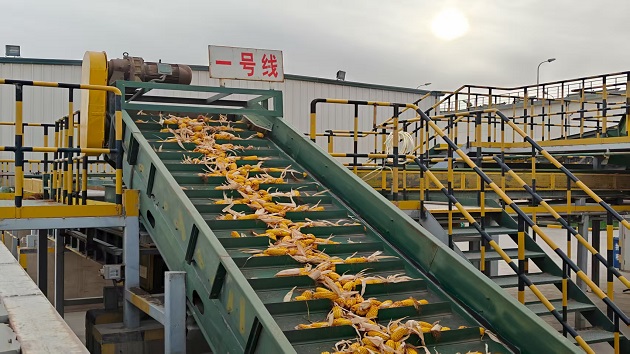 敦煌種業：科技質量雙輪驅動築牢農業根基