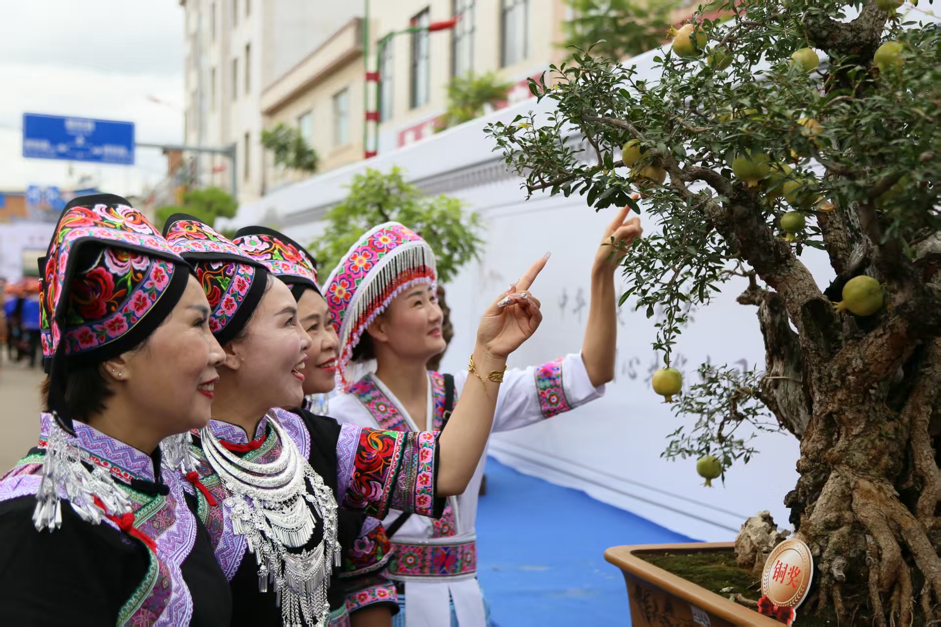 盆景成寶盆  庭院變雅苑  稼依鎮把綠色產業做到家了