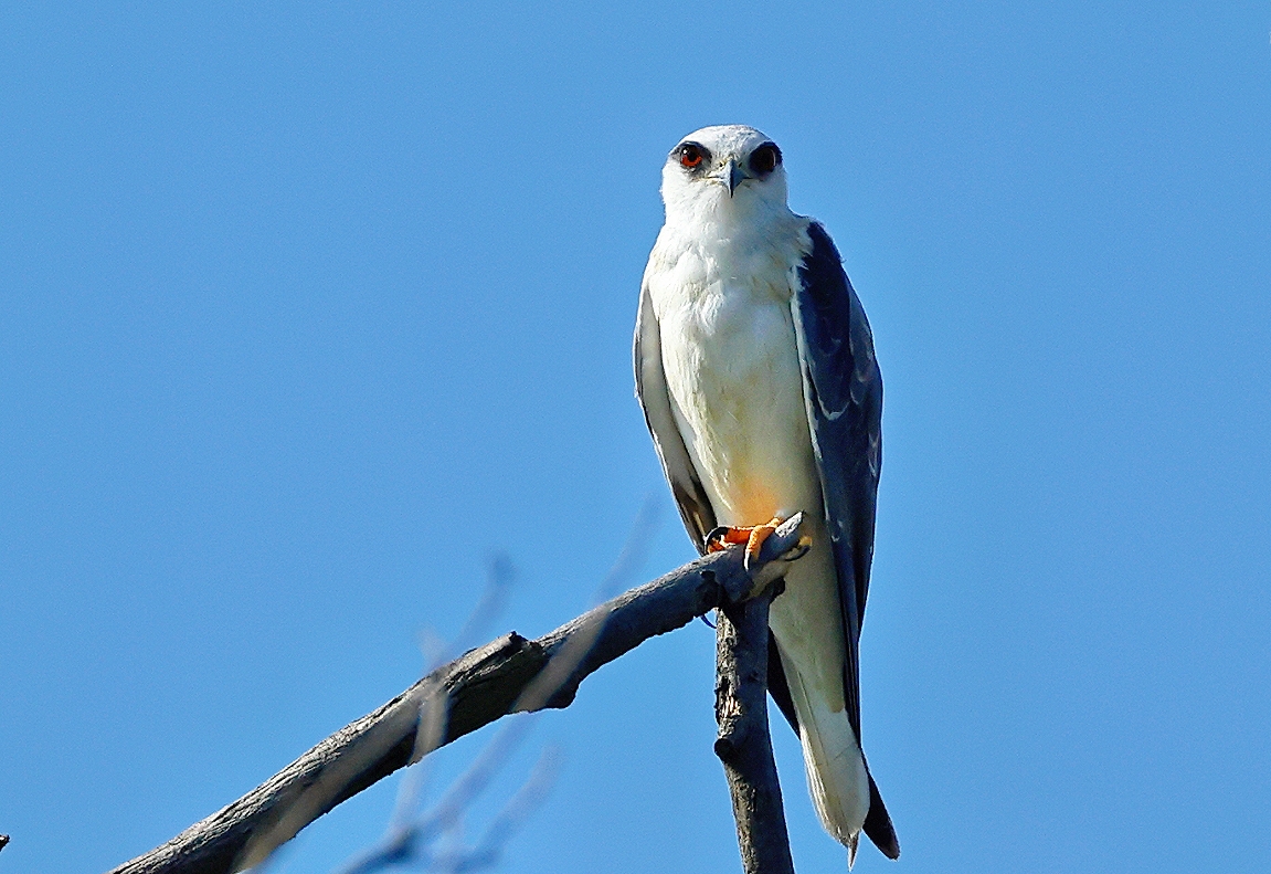 湖南新寧首次監測到國家二級重點保護猛禽——黑翅鳶
