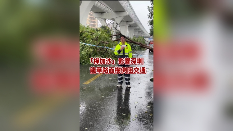 有片丨「樺加沙」影響深圳 龍華路面樹倒阻交通