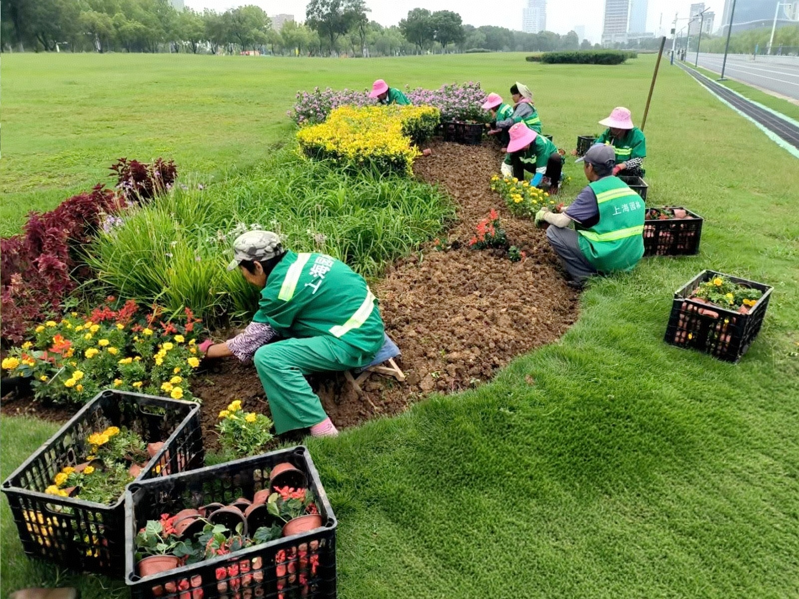 合肥高新區：秋季補植「煥新」城市「顏值」