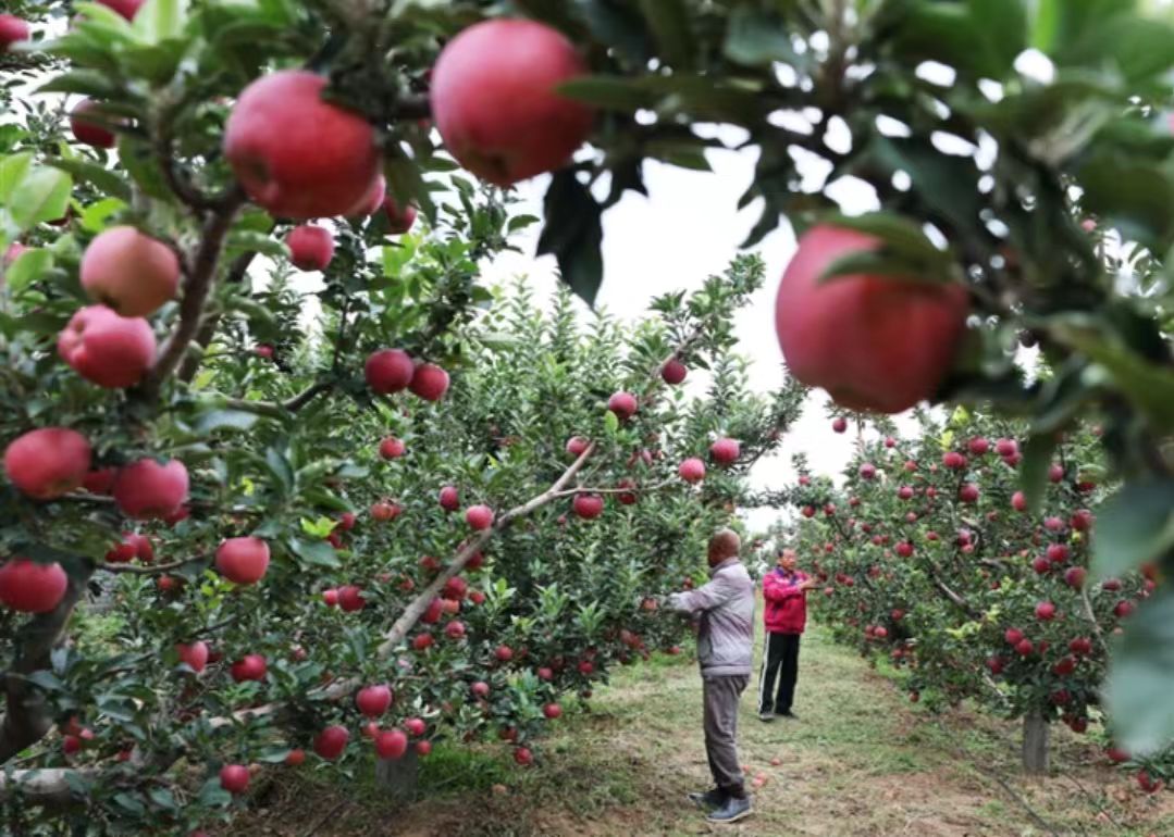 山西晉中瀟河城市農場：碩果飄香季 露營採摘忙