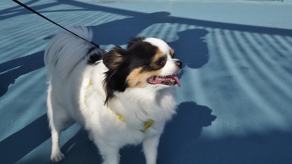 9‧28世界狂犬病日 漁護署：狗隻必需注射疫苗