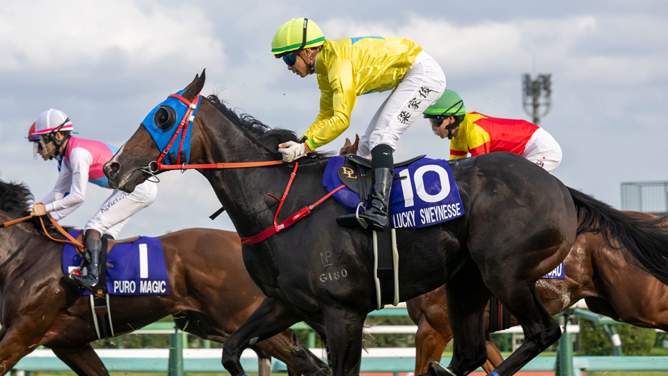 有片｜金鑽貴人日本短途馬錦標跑第11名 梁家俊：一直受到他駒擠壓