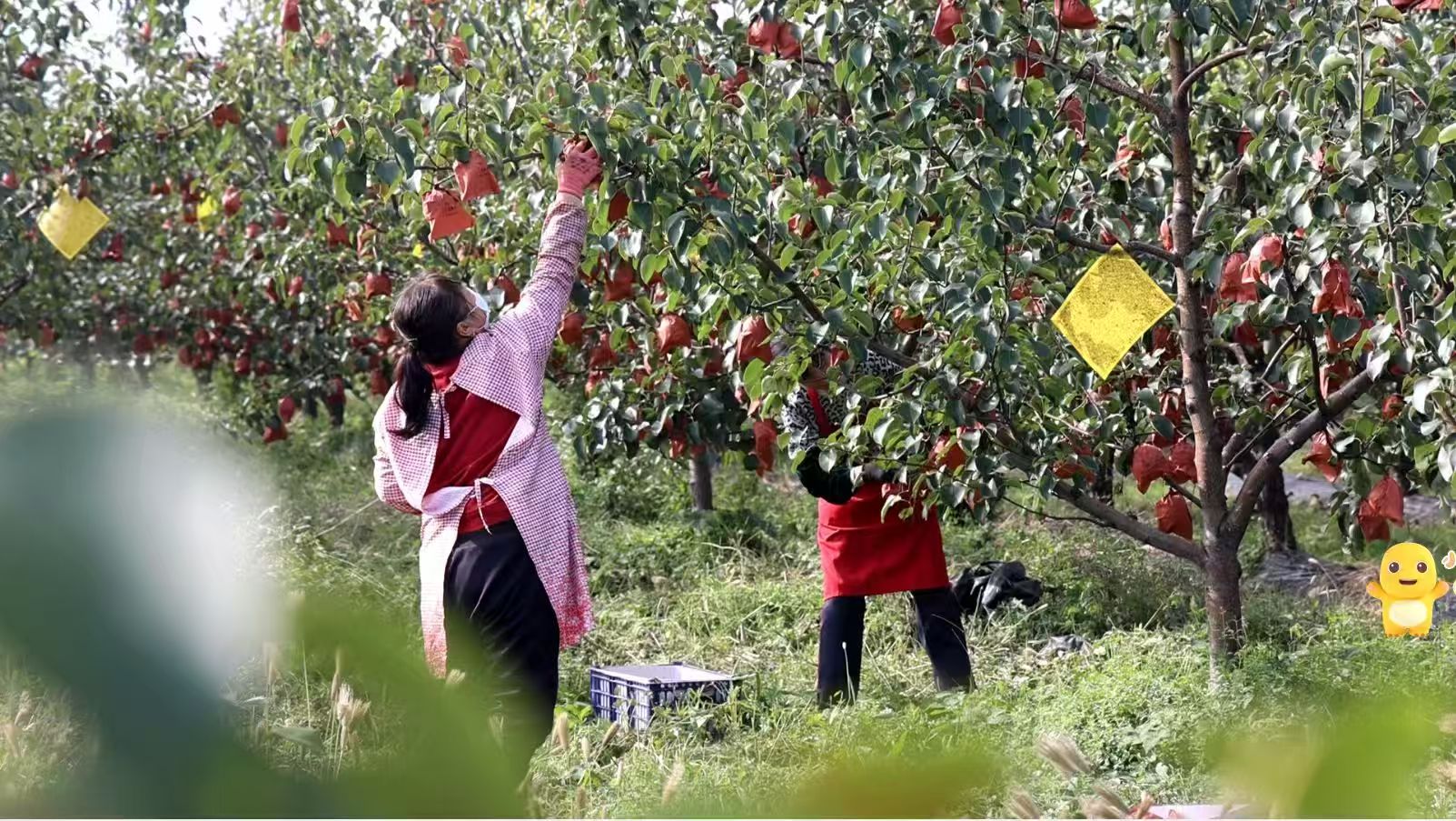 山西祁縣：萬畝早酥梨助農增收