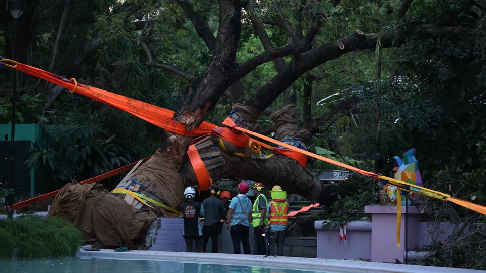 有片｜「樺加沙」摧塌九龍公園百年古樹 中國建築社區應急義工隊展開救援