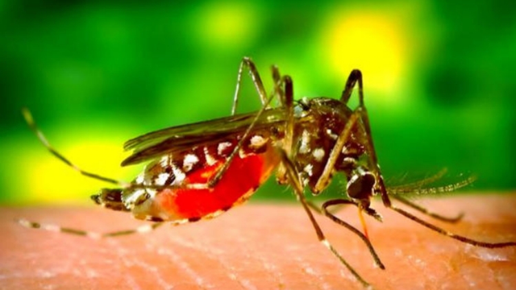 廣東一周新增3181例基孔肯雅熱病例