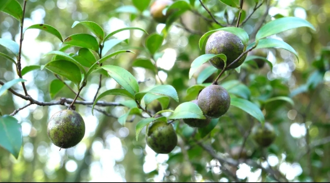 河源龍川官宣：10月18日，統一開山採摘油茶!