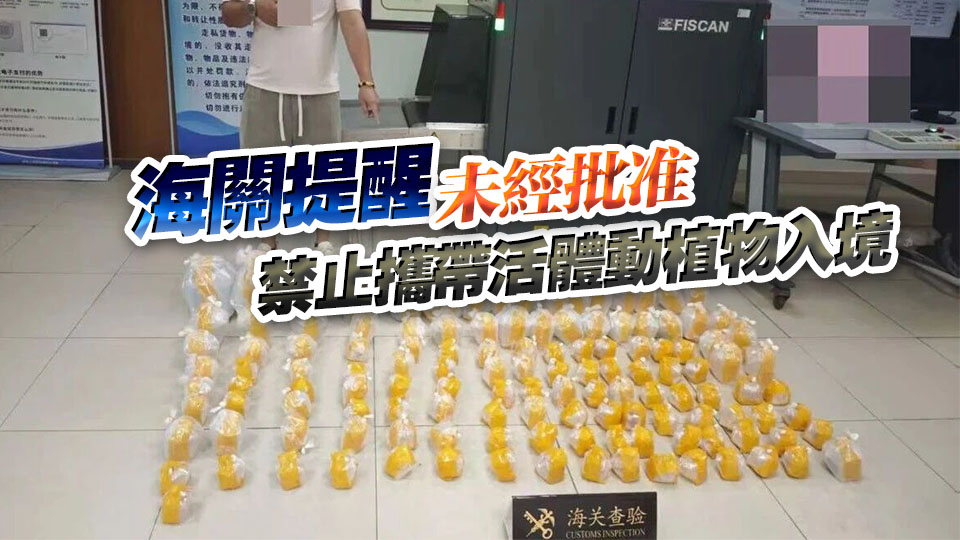 有片丨粵港兩地牌七人車圖偷運192條觀賞魚 被中國海關查獲