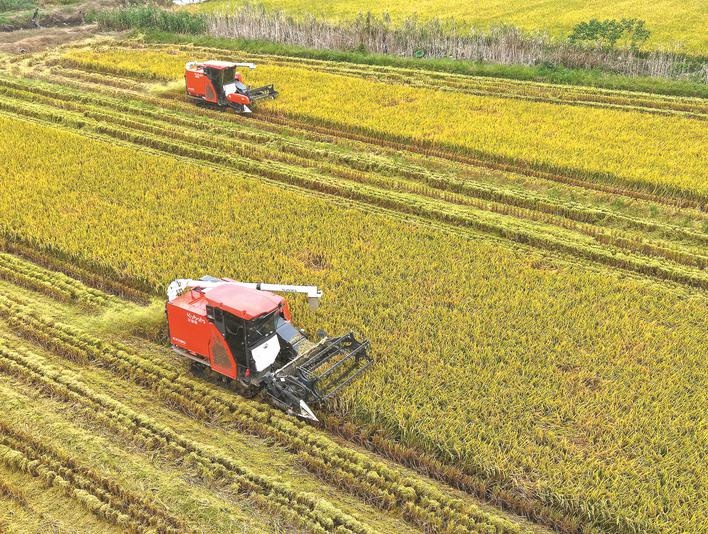 皖巢湖市70餘萬畝水稻開鐮收割