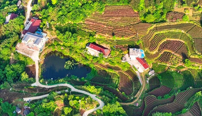 【皖美徽茶縣長說】 桐城市副市長周海波：鏈上發力 葉上生金 「三茶」理念下的桐城「鋅路徑」