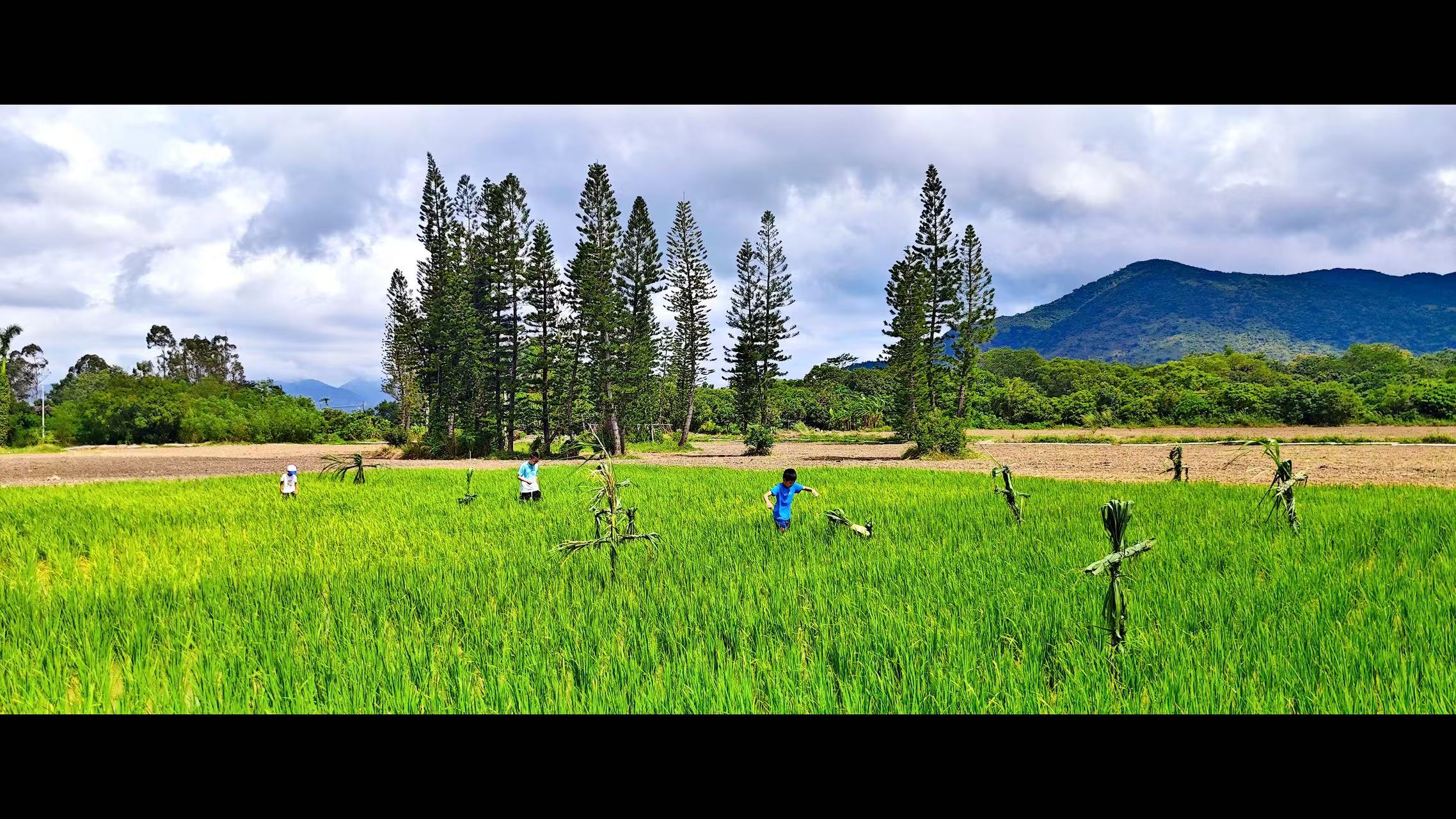 秋日稻田撒歡記！深圳南澳「一日農場主」上線
