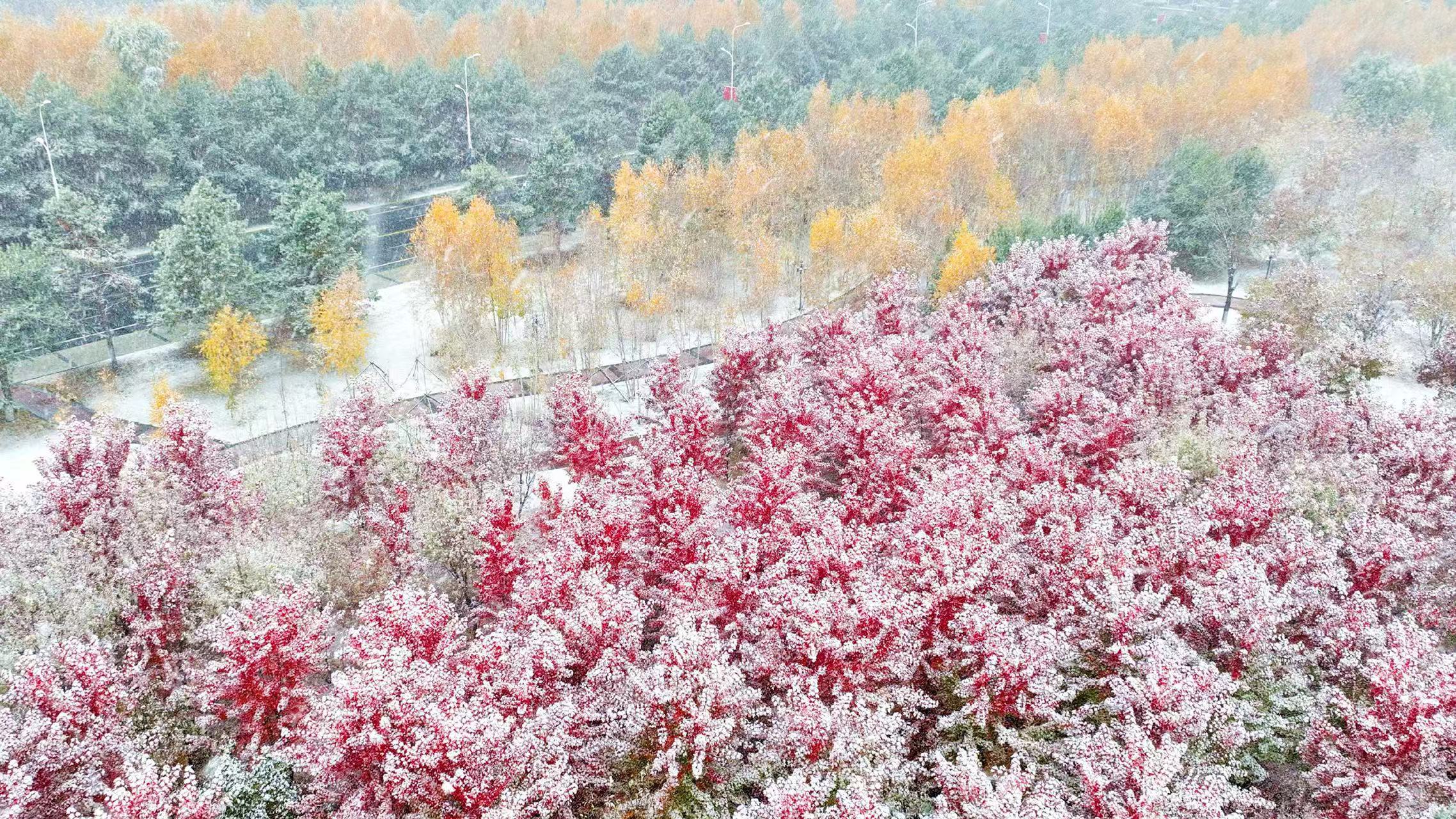 黑龍江綏化初雪染城：五色交織引市民打卡賞景