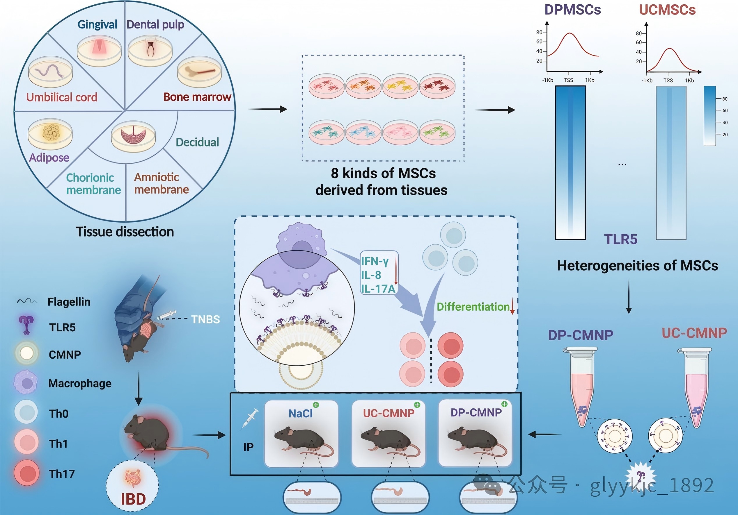 南京鼓樓醫院王斌教授團隊創新成果登載Journal of Controlled Release